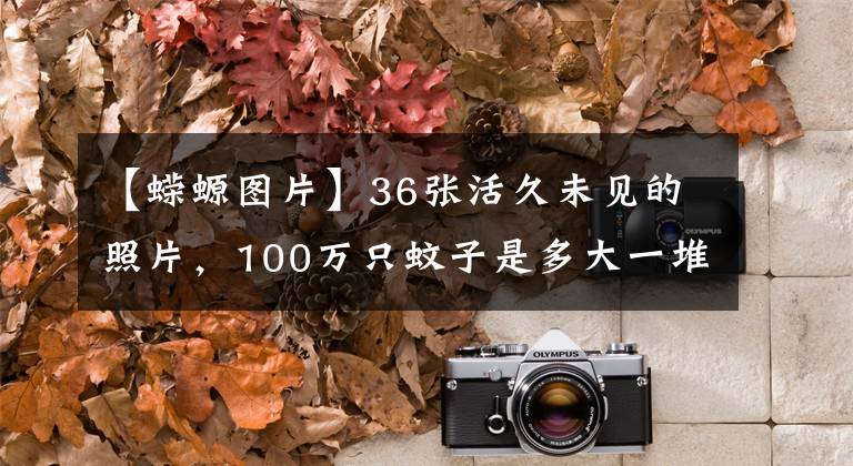 【蝾螈图片】36张活久未见的照片，100万只蚊子是多大一堆？长“猪脸”的鲨鱼