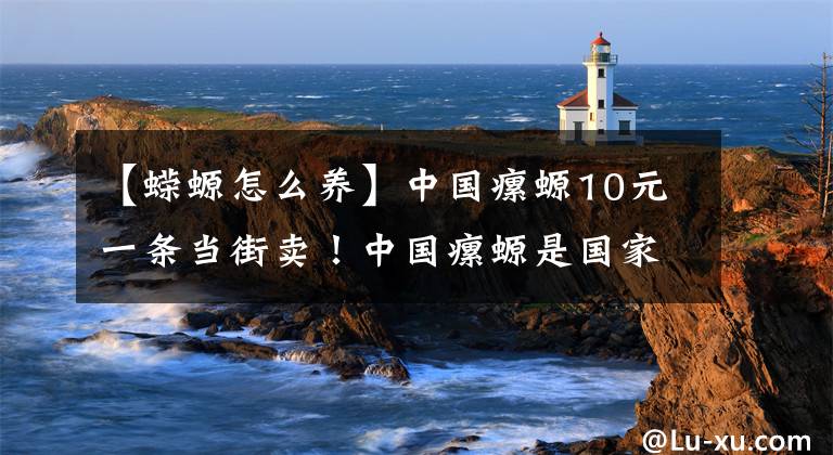 【蝾螈怎么养】中国瘰螈10元一条当街卖!中国瘰螈是国家保护动物吗?可以吃吗?
