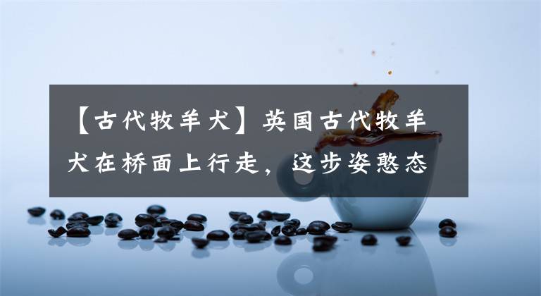 【古代牧羊犬】英国古代牧羊犬在桥面上行走,这步姿憨态可掬