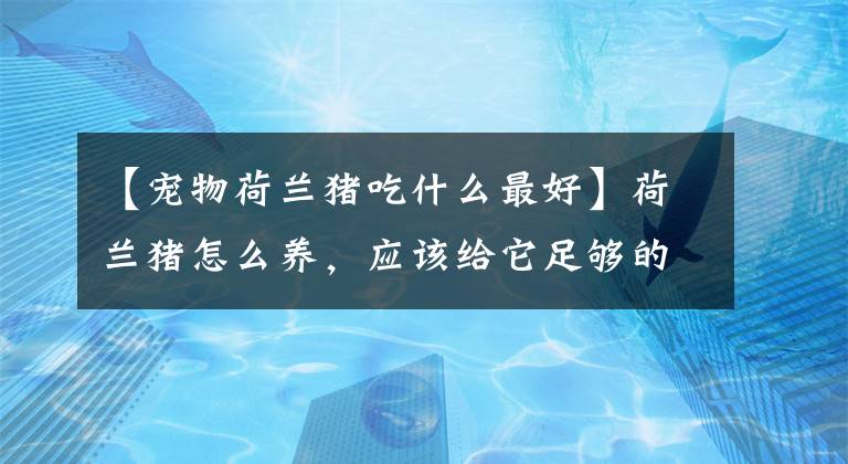 【宠物荷兰猪吃什么最好】荷兰猪怎么养，应该给它足够的活动空间