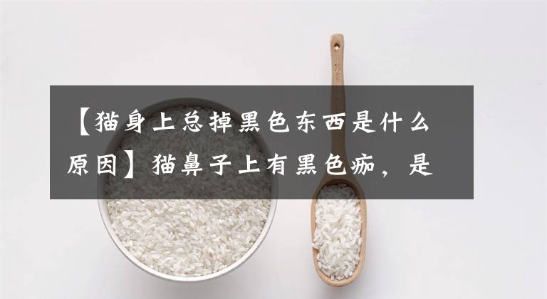 【猫身上总掉黑色东西是什么原因】猫鼻子上有黑色痂，是猫癣吗？或者因为其他疾病，