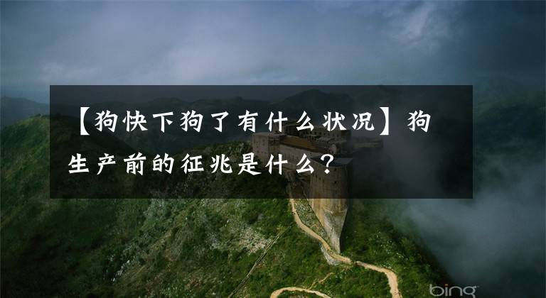 【狗快下狗了有什么状况】狗生产前的征兆是什么？