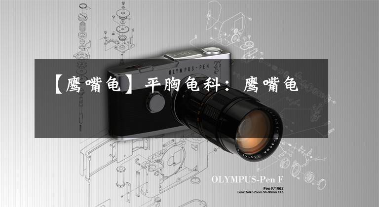 【鹰嘴龟】平胸龟科：鹰嘴龟