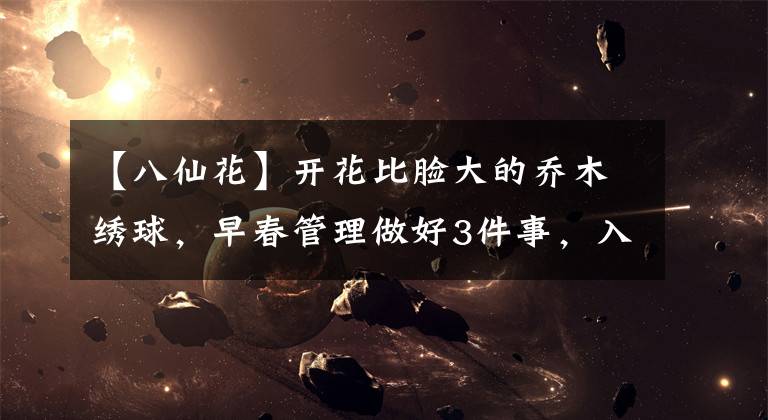 【八仙花】开花比脸大的乔木绣球，早春管理做好3件事，入夏开出满树大花球