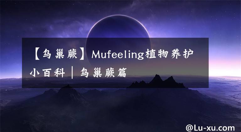 【鸟巢蕨】Mufeeling植物养护小百科｜鸟巢蕨篇