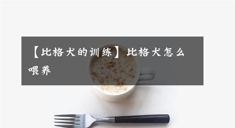 【比格犬的训练】比格犬怎么喂养