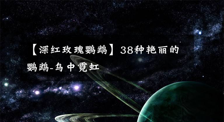 【深红玫瑰鹦鹉】38种艳丽的鹦鹉-鸟中霓虹