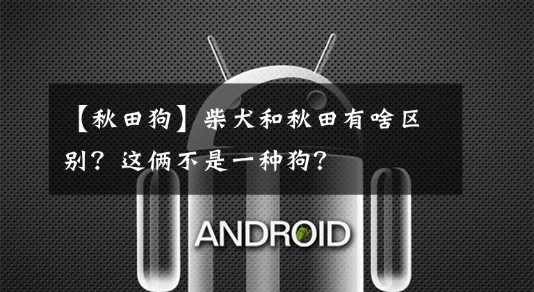 【秋田狗】柴犬和秋田有啥区别?这俩不是一种狗?