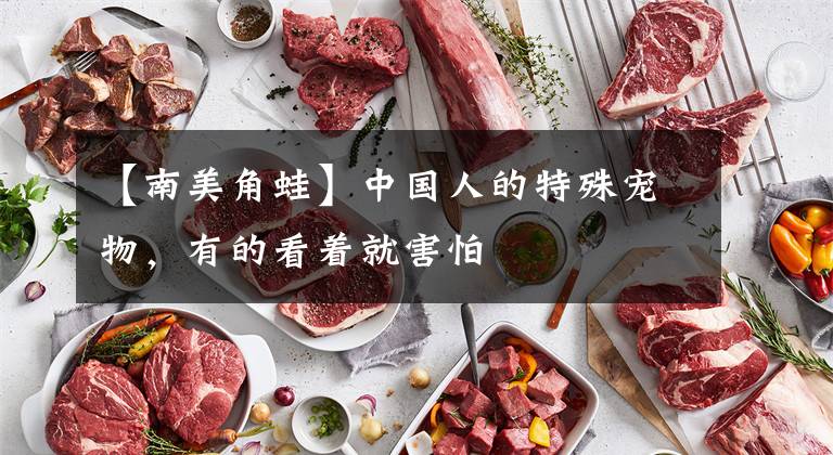 【南美角蛙】中国人的特殊宠物,有的看着就害怕