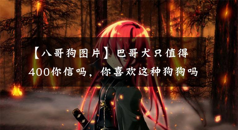 【八哥狗图片】巴哥犬只值得400你信吗，你喜欢这种狗狗吗，有人说它不像是狗？