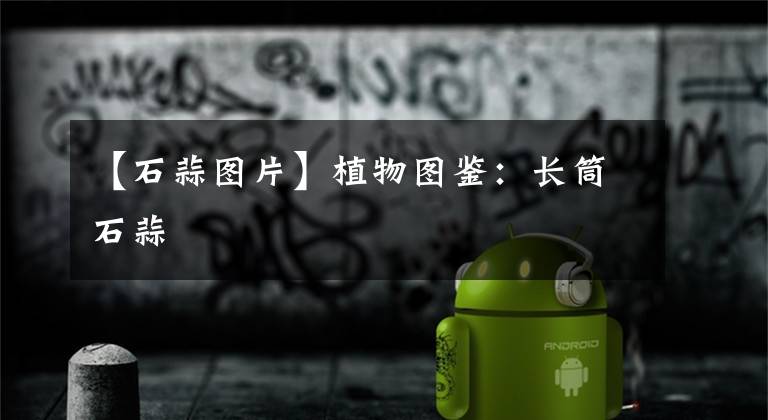 【石蒜图片】植物图鉴：长筒石蒜