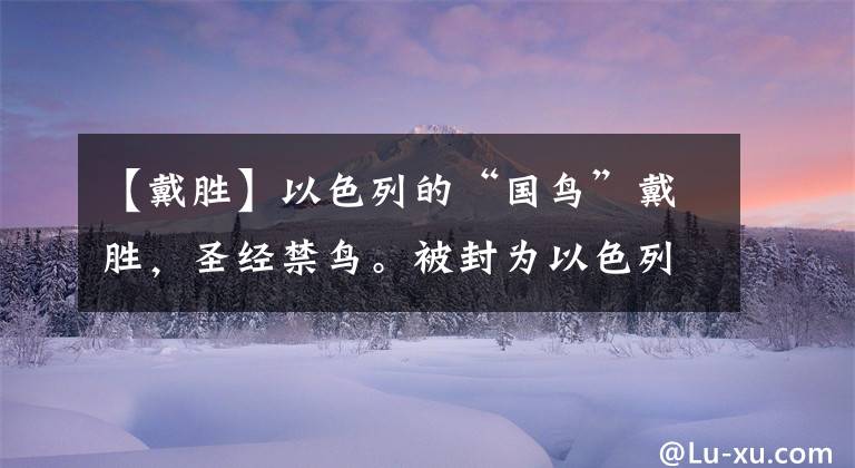 【戴胜】以色列的“国鸟”戴胜,圣经禁鸟。被封为以色列国鸟,寓意祥和