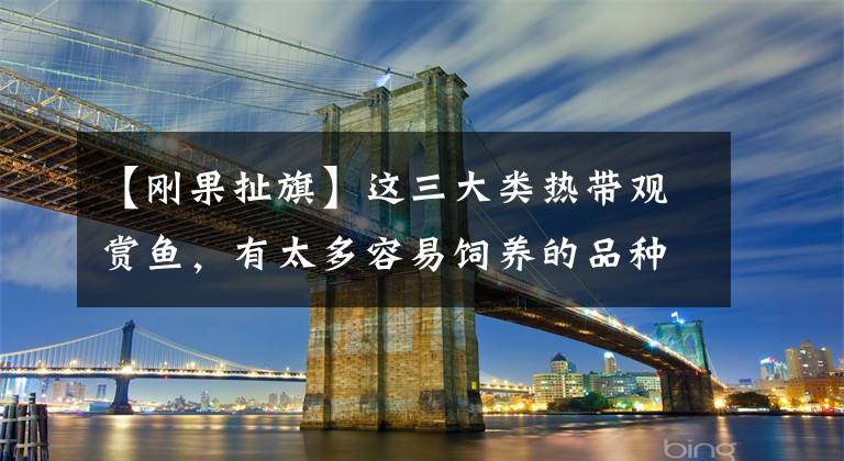 【刚果扯旗】这三大类热带观赏鱼，有太多容易饲养的品种，我们可以随意挑选
