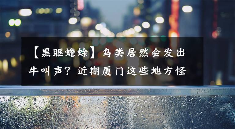 【黑眶蟾蜍】鸟类居然会发出牛叫声?近期厦门这些地方怪声不断
