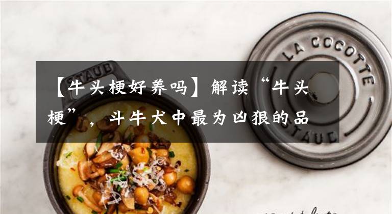 【牛头梗好养吗】解读“牛头梗”,斗牛犬中最为凶狠的品种,曾经却是忠诚的家宠