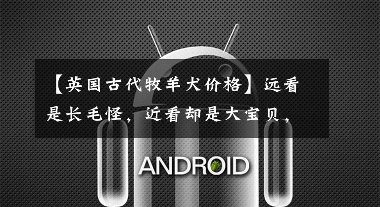 【英国古代牧羊犬价格】远看是长毛怪，近看却是大宝贝，英国古牧太有趣了！