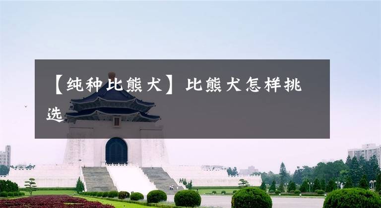 【纯种比熊犬】比熊犬怎样挑选