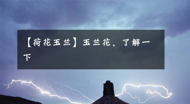 【荷花玉兰】玉兰花，了解一下