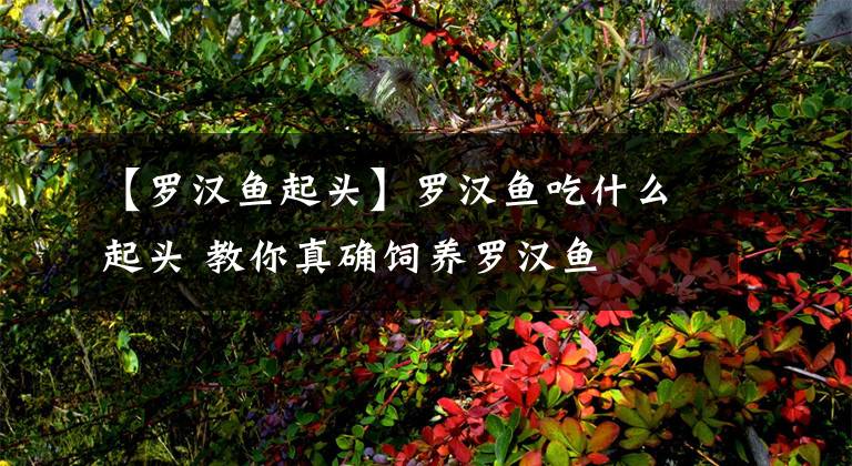 【罗汉鱼起头】罗汉鱼吃什么起头 教你真确饲养罗汉鱼