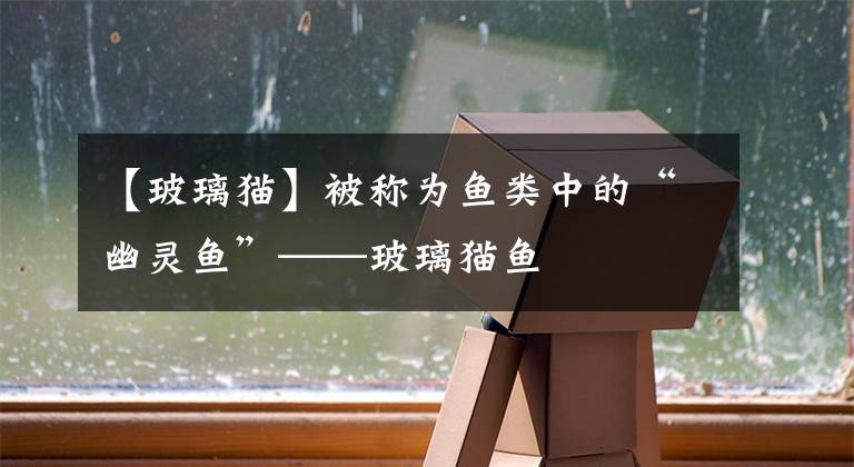 【玻璃猫】被称为鱼类中的“幽灵鱼”——玻璃猫鱼