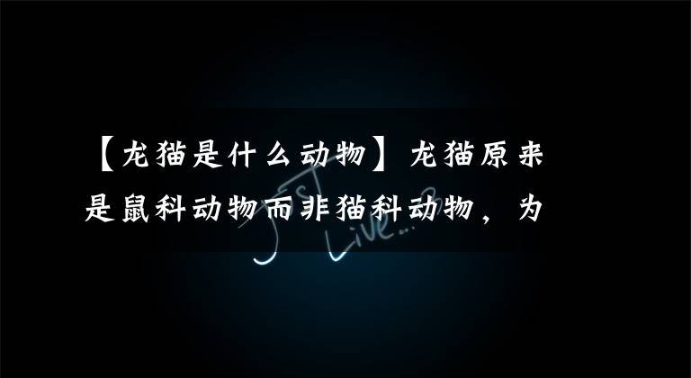 【龙猫是什么动物】龙猫原来是鼠科动物而非猫科动物,为什么叫它猫呢?