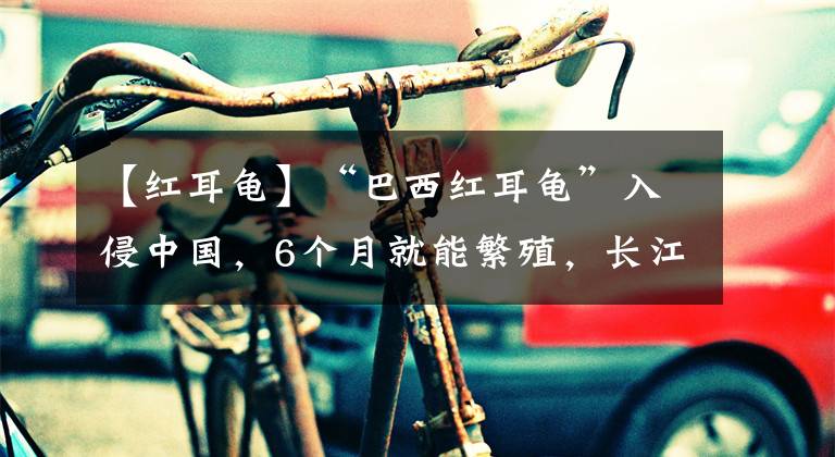 【红耳龟】“巴西红耳龟”入侵中国，6个月就能繁殖，长江已经“失守”？