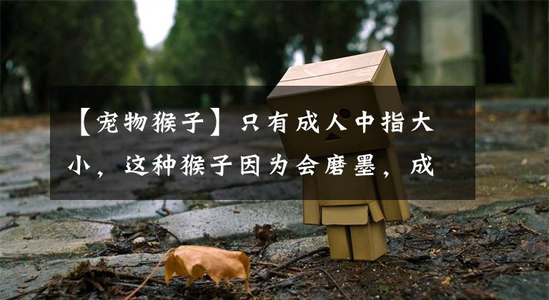 【宠物猴子】只有成人中指大小，这种猴子因为会磨墨，成了古代文人喜爱的宠物