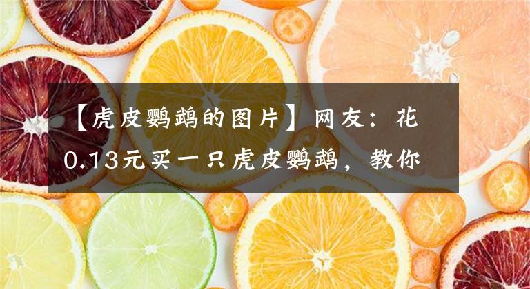 【虎皮鹦鹉的图片】网友:花0.13元买一只虎皮鹦鹉,教你花最少的钱,养好每一只鹦鹉