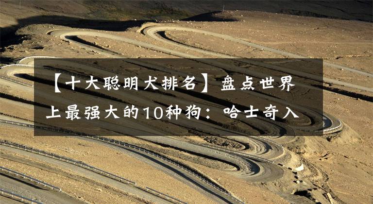 【十大聪明犬排名】盘点世界上最强大的10种狗：哈士奇入选，藏獒竟能秒杀东北虎？