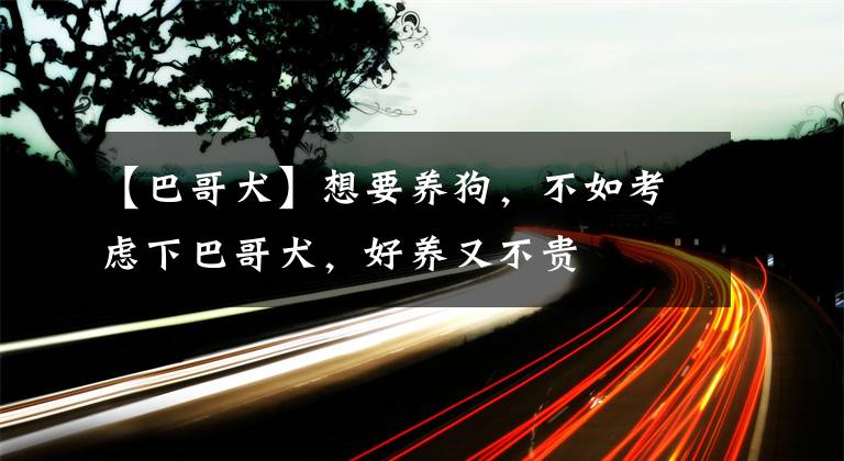 【巴哥犬】想要养狗，不如考虑下巴哥犬，好养又不贵