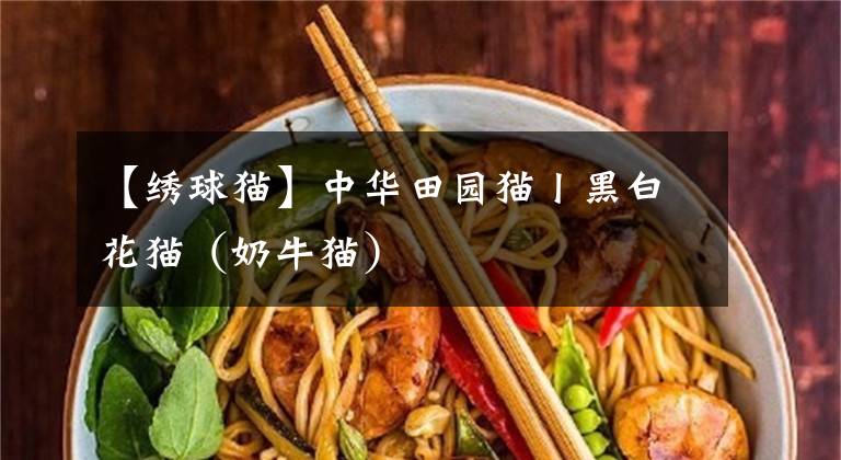 【绣球猫】中华田园猫丨黑白花猫（奶牛猫）