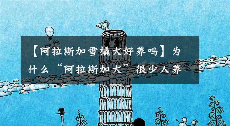 【阿拉斯加雪橇犬好养吗】为什么“阿拉斯加犬”很少人养？性格再好，也躲不过这7点