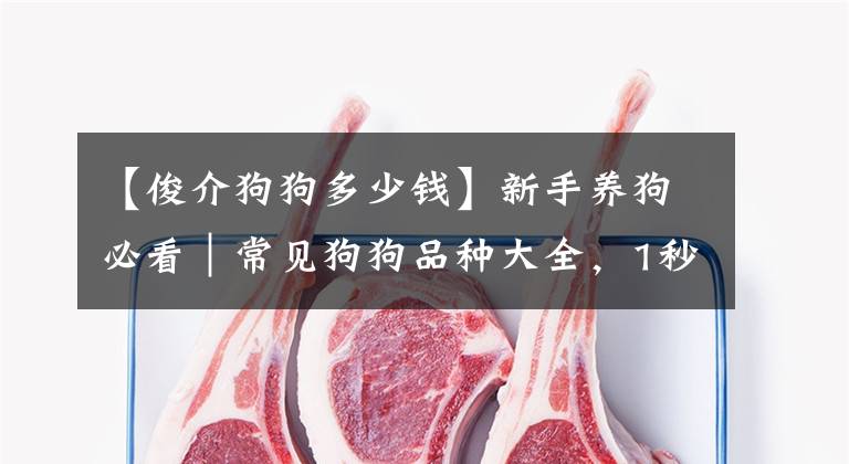 【俊介狗狗多少钱】新手养狗必看｜常见狗狗品种大全，1秒认全