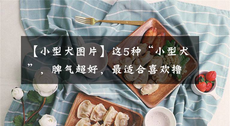 【小型犬图片】这5种“小型犬”，脾气超好，最适合喜欢撸狗的你