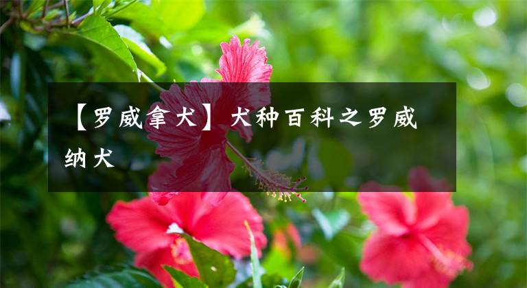 【罗威拿犬】犬种百科之罗威纳犬