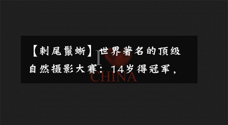 【刺尾鬣蜥】世界著名的顶级自然摄影大赛:14岁得冠军,中国仅获两个奖项?