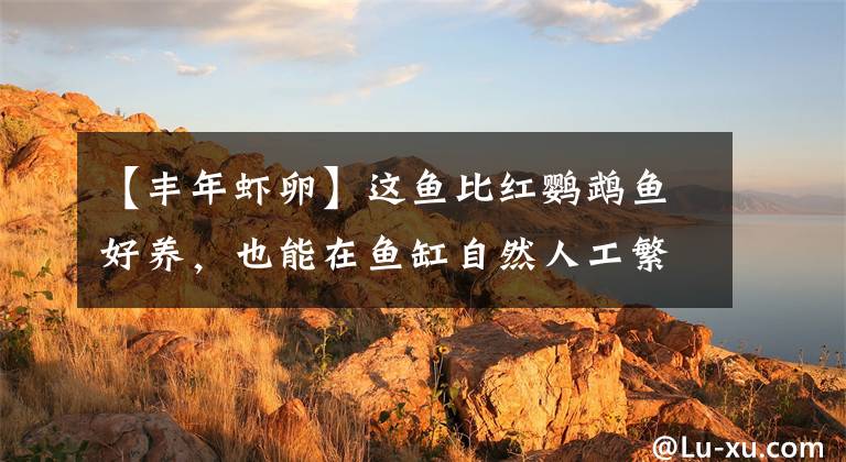 【丰年虾卵】这鱼比红鹦鹉鱼好养,也能在鱼缸自然人工繁殖,适合养鱼新手