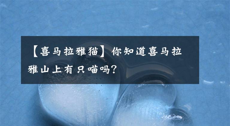 【喜马拉雅猫】你知道喜马拉雅山上有只喵吗？