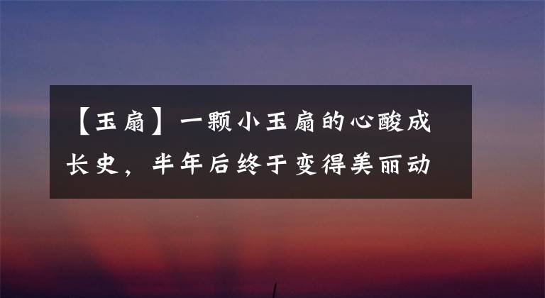 【玉扇】一颗小玉扇的心酸成长史，半年后终于变得美丽动人了