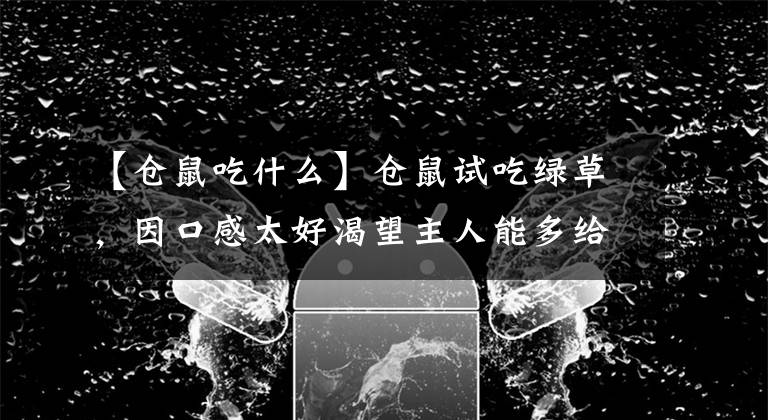 【仓鼠吃什么】仓鼠试吃绿草,因口感太好渴望主人能多给点,但主人偏偏不给