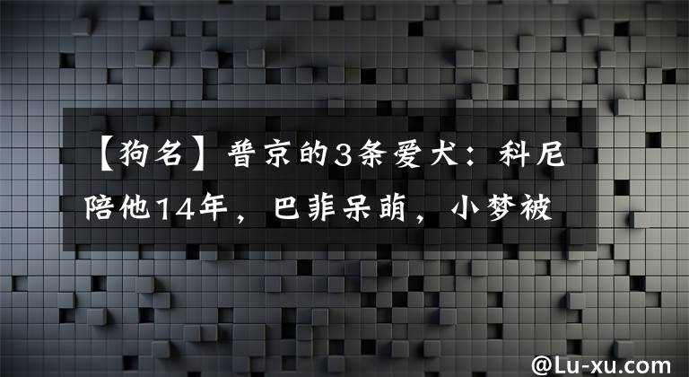 【狗名】普京的3条爱犬：科尼陪他14年，巴菲呆萌，小梦被他养成“熊”样