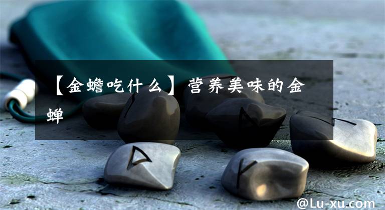 【金蟾吃什么】营养美味的金蝉