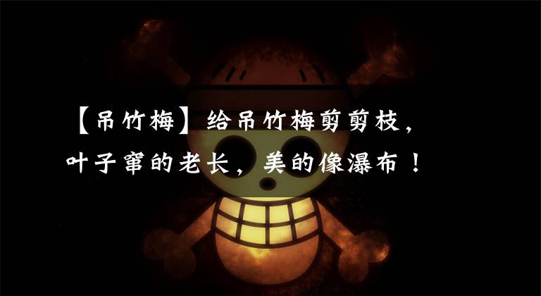 【吊竹梅】给吊竹梅剪剪枝,叶子窜的老长,美的像瀑布!