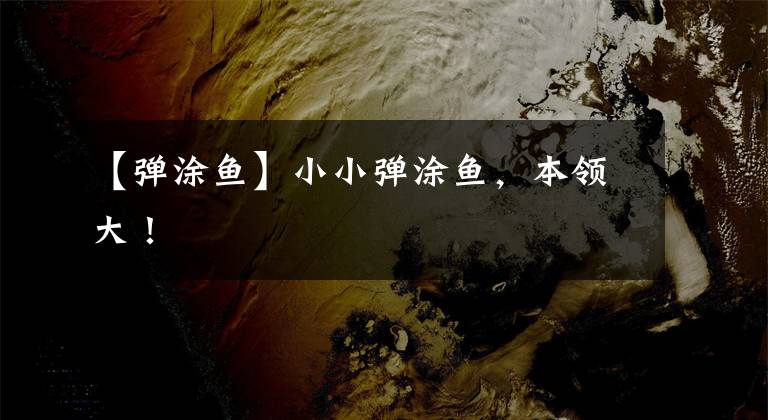 【弹涂鱼】小小弹涂鱼,本领大!