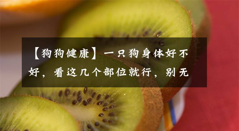 【狗狗健康】一只狗身体好不好,看这几个部位就行,别无知了