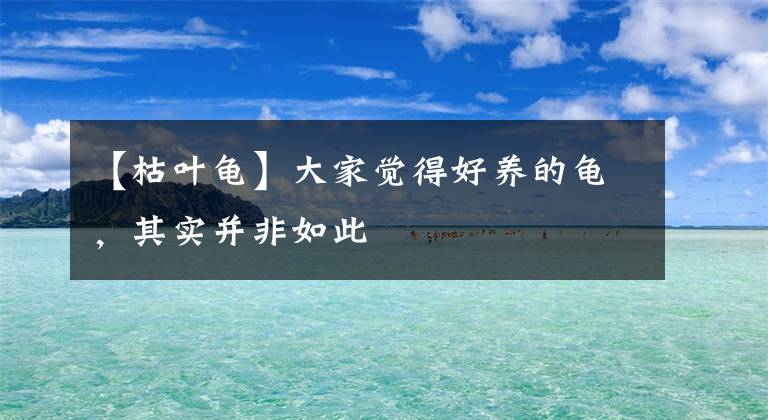 【枯叶龟】大家觉得好养的龟，其实并非如此
