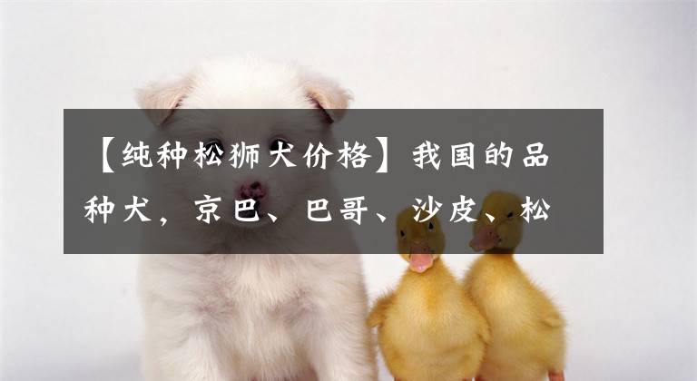 【纯种松狮犬价格】我国的品种犬，京巴、巴哥、沙皮、松狮犬等你最喜欢哪种呢