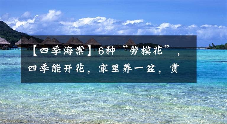 【四季海棠】6种“劳模花”，四季能开花，家里养一盆，赏花300天