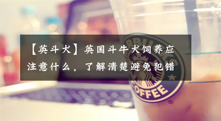 【英斗犬】英国斗牛犬饲养应注意什么,了解清楚避免犯错
