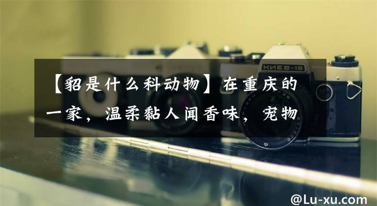 【貂是什么科动物】在重庆的一家,温柔黏人闻香味,宠物貂也认得。